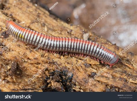 Atopochetus Tonkinbolus Dolfusi Millipede Rainbow Diplopoda Stock Photo 1625890504 | Shutterstock