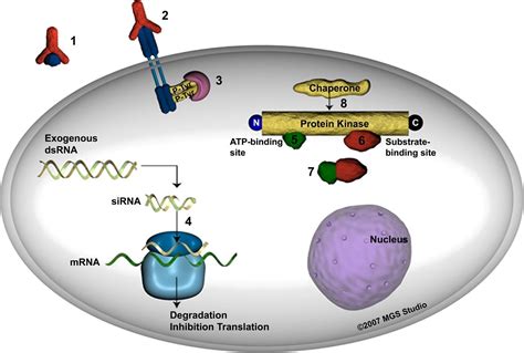 In Vitro Protein Kinase Assay Service - Profacgen