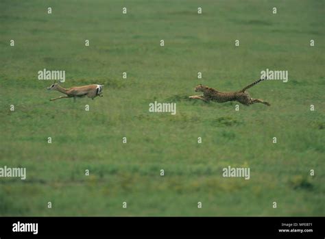 Cheetah chasing gazelle hi-res stock photography and images - Alamy