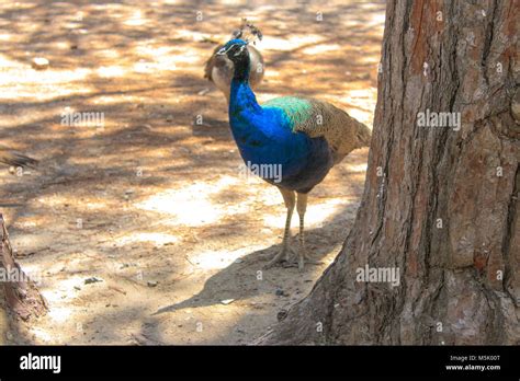 Cute Baby Peacock