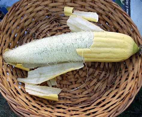 Aquarian Bath: When and How To Harvest Your Luffa Gourds