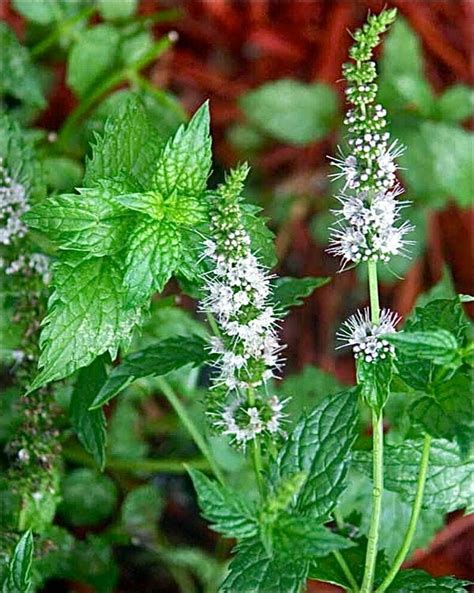 Mentha piperita - Peppermint