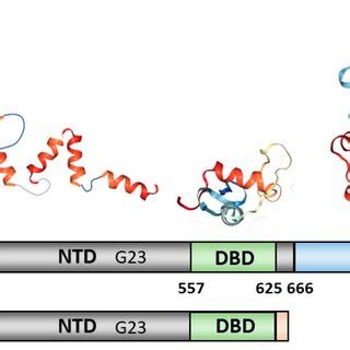 Functional and structural domains of the androgen receptor. The ...