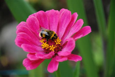 Close Up Photo of Bee on a Flower · Free Stock Photo