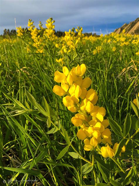 Golden Banner Flower - Thermopsis rhombifolia - Photo 06 - Scenic ...