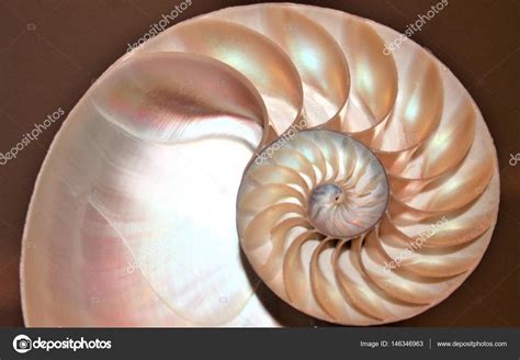 Nautilus Shell Golden Ratio