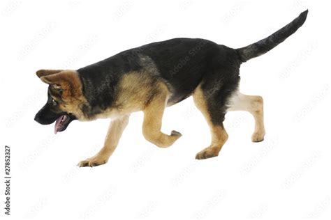 young german shepherd dog walking Stock Photo | Adobe Stock