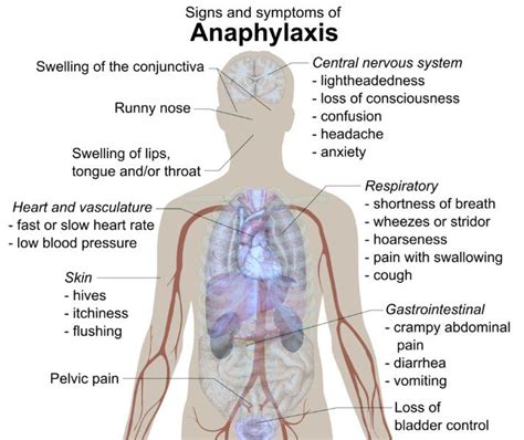 17 Best images about The Respiratory System on Pinterest | Respiratory system, Therapy and File ...