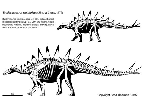 Stegosaur Shoulder (or hip) spikes?