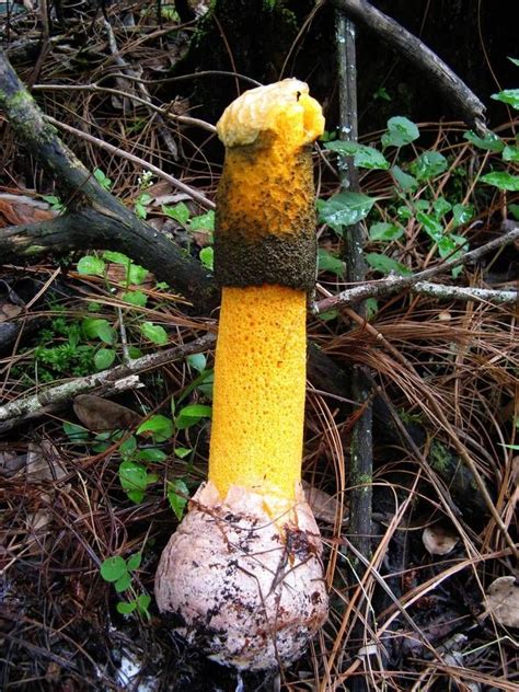 Orange Stinkhorn ID Request - Mushroom Hunting and Identification | Stuffed mushrooms, Mushroom ...