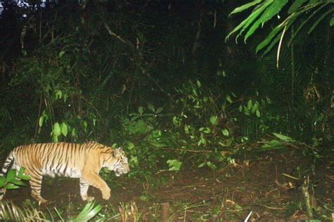 Sumatran Tiger Habitat