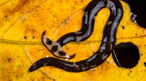 Hammerhead flatworm warning issued by experts | Gardeningetc