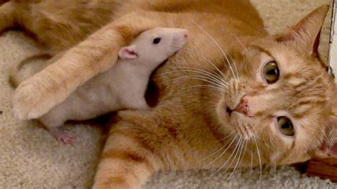 Cat and Rat's Adorable Friendship Shatters Stereotypes - ABC News