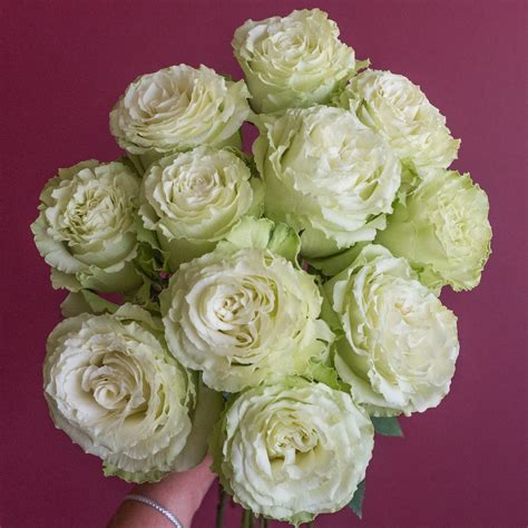 Popular Green Rose Varieties – flowerlink