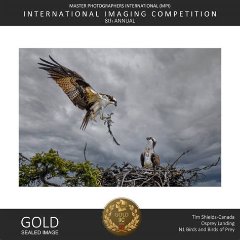 Tim Shields wins gold in prestigious photo contest! - Tim Shields