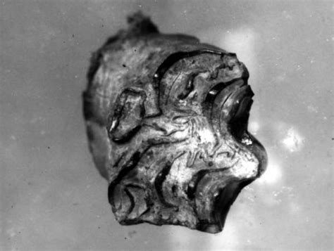 Florida Memory • Hipparion tooth from pit of Prairie Pebble Phosphate Company - Mulberry, Florida