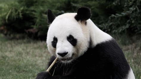 Giant Pandas No Longer Listed As Endangered