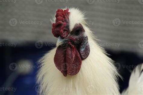 Red Jungle Fowl Chicken Rooster in a park farm 17684462 Stock Photo at ...