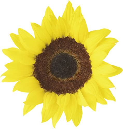 Sunflower Transparent Images - PNG Play