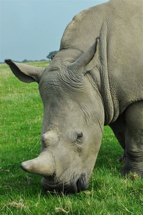 White rhino stock image. Image of paddock, eating, animals - 53745267