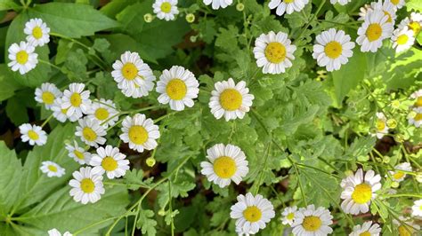 How To Grow And Care For Pyrethrum Daisies - Bunnings New Zealand