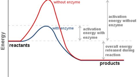 Rate of enzyme reactions and factor affecting the rate of enzyme reactions - Online Biology Notes