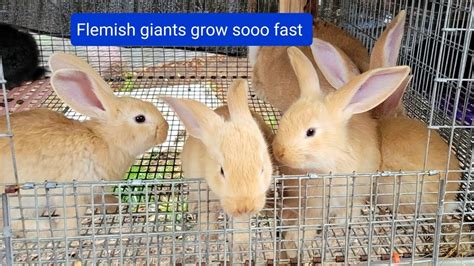 How fast Flemish giant rabbits grow up. showing different stages. - YouTube