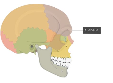 Frontal Bone Anatomy | GetBodySmart