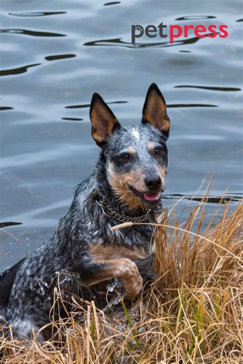 Blue Heeler Behavior Problems: Best Guide to Pet Owner