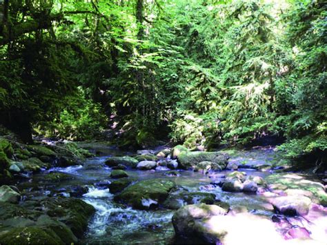 in the south of azerbaijan, the best habitats are dense forests formed ...