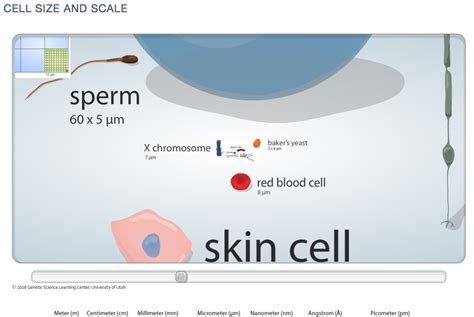 Cell Size Comparison | Background Stories