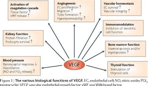 Angiogenesis Inhibition | Semantic Scholar