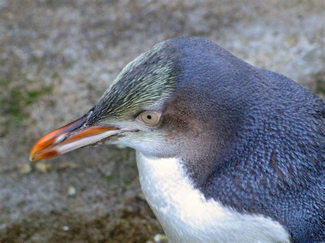 The Biggest Animals Kingdom: Yellow Eyed Penguin