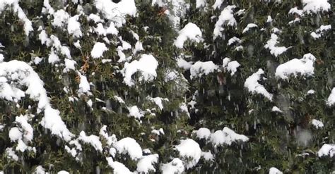 Footage Of The Snow Falling In The Trees · Free Stock Video