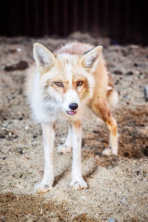 Portrait of golden fox stock image. Image of nature - 123673281