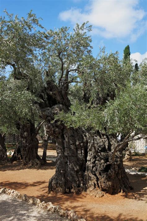 Thousand-year Olive Trees in Jerusalem Stock Photo - Image of europe, israel: 190688214