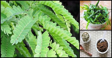 Tamarind Leaves: A Potential Treatment For Fever, Diabetes, And Other Health Problems | Dr Farrah MD