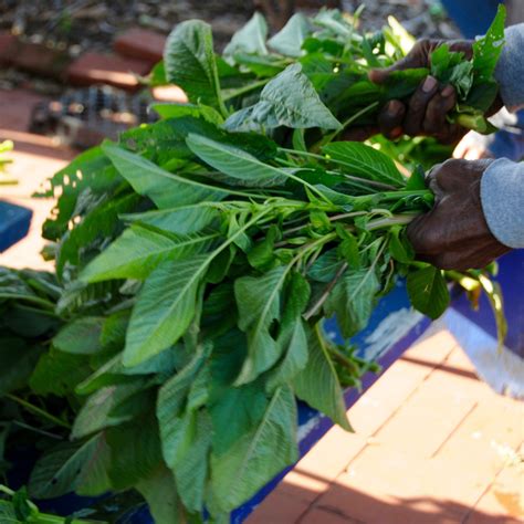 Callaloo (Amaranth) – Truelove Seeds