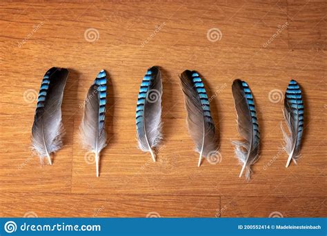 Blue Jay Feathers - Symbol of Good Luck - on a Wooden Table Stock Photo - Image of simple ...