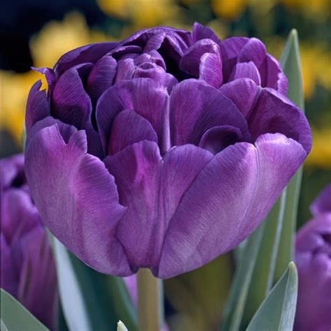 Blue Diamond Tulip Bulbs - Double Tulips | Buy Online | Boston Bulbs