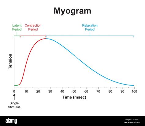 Scientific Designing of Myogram. Single Muscle Contraction. Colorful Symbols. Vector ...