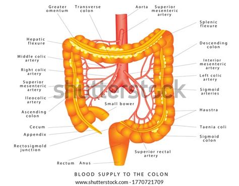 3,233 Sigmoiditis Images, Stock Photos, 3D objects, & Vectors | Shutterstock