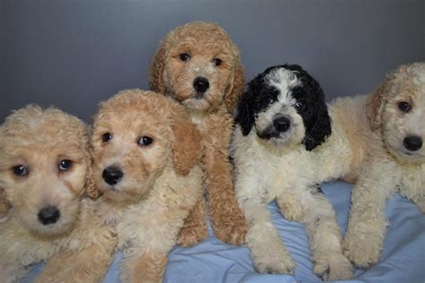 Standard Poodle Puppies For Sale | Lansing, MI #307968