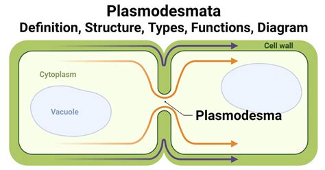 Plasmodesmata: Structure, Types, Functions, Diagram