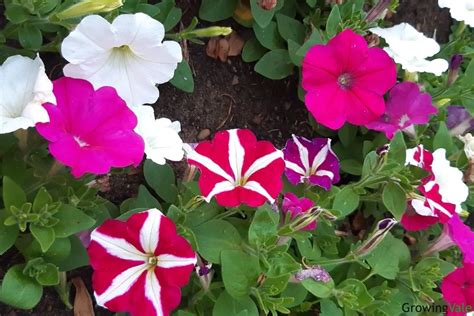 Top 42 Petunia Types and Varieties Every Gardener Should Know - GrowingVale