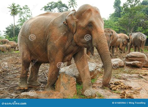 Elephant Orphanage, Sri Lanka Stock Photo - Image of wildlife, nature: 61685966