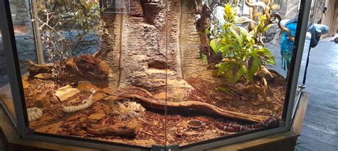 Milk snake terrarium - ZooChat