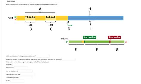 Solved QUESTION 6 Below is a diagram of a transcription unit | Chegg.com