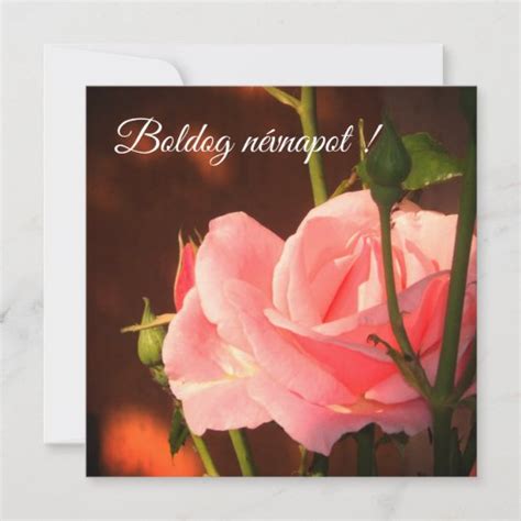 Pink rose photo - Hungarian name day | Zazzle.com