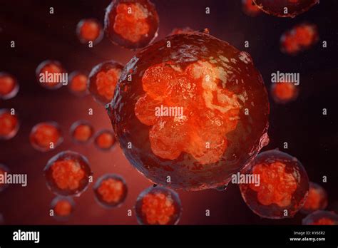 Morula embryo hi-res stock photography and images - Alamy